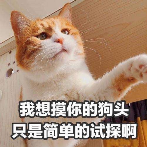 抖音小猫咪坏心眼多着呢可爱表情包合集 v1.