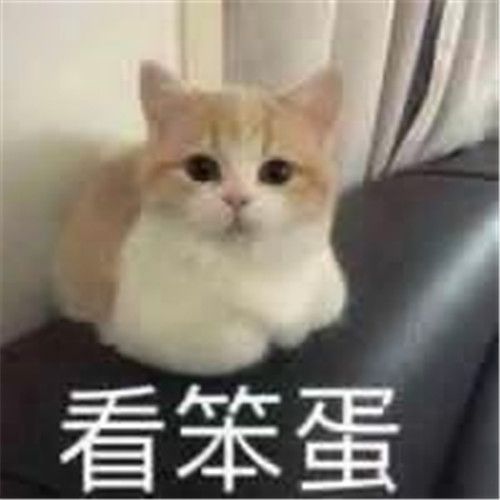 抖音小猫咪坏心眼多着呢可爱表情包合集 v1.